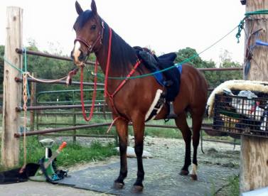 11221301_850297265576_6338322646738977376_n