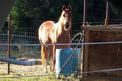 11295591_856260839526_1871015675283594597_n