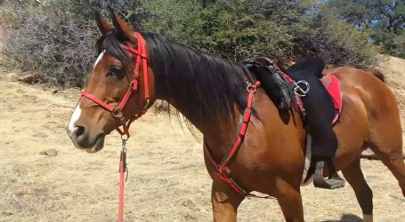 11351148_858078656606_975843304895615677_n