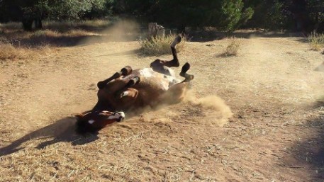 1-11647365_864943609186_1308695955_n