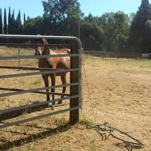 10995490_865306985976_8638472671197480283_n