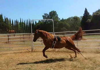 11027976_865782113816_8798615915221992606_n