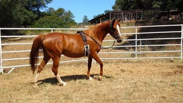 11202116_865782083876_7389485397298842835_n