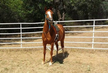 11224579_865782014016_884250528084213199_n