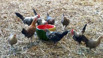 11240486_865305573806_8355842467442549447_n