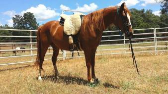 11272296_860832657566_570550459_n