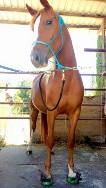 11390288_860817053836_1162530933816839624_n