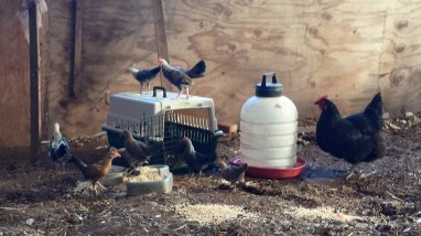 11391111_861829764356_1569236525074500360_n