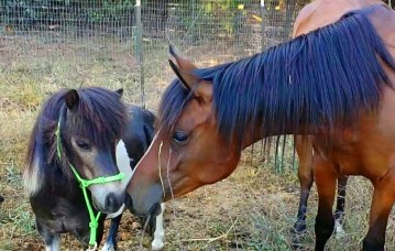 11393291_862405755066_6697819198428755919_o