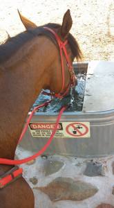 11426240_862613398946_3601399283883702593_n