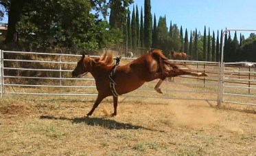 11539739_865781984076_8622088355573586310_n