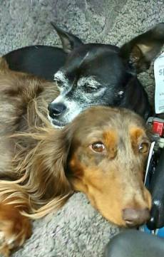 1619620_862434996466_5880893902724907293_n