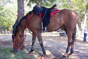 11141224_869112200296_8566674097222051605_ny