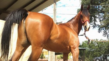 11219652_866390769066_5915559713137109613_n