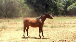 11403456_866290130746_2644694737493012749_n