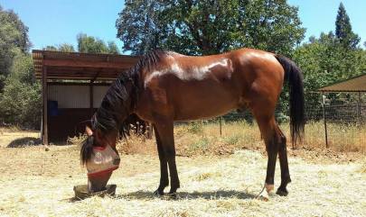 11667541_867951521306_3899300234960705803_n