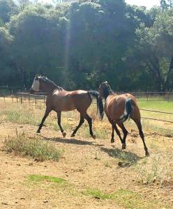 11694821_866211383556_4577441016879612484_n