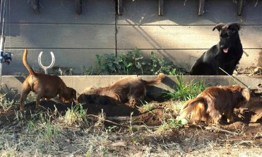 11698643_866884853916_877320005010824118_n