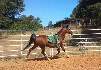 11705441_870132291026_5080869400480373707_o