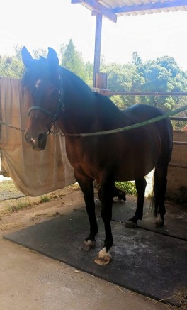 11709539_867583239346_1133770576769686850_n