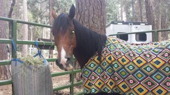 11721158_869335677446_448141625_n