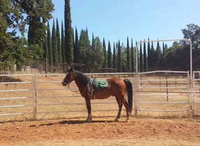 11739586_870702193936_1385510767_n