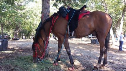 11748797_869335697406_1138440597_n