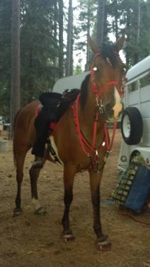 11748823_869335682436_1049342938_n