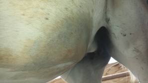 11749600_871879344916_1039086477_n