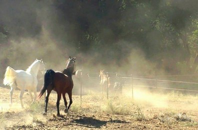 11752575_871908965556_8164179017899874652_n