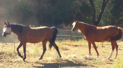 11759612_871879384836_831239392_n