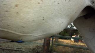 11793182_871879255096_119203742_n