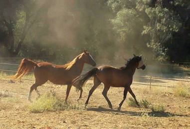 11793275_871879409786_1034558726_n