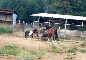 11794306_872454786726_8353395643211298400_o