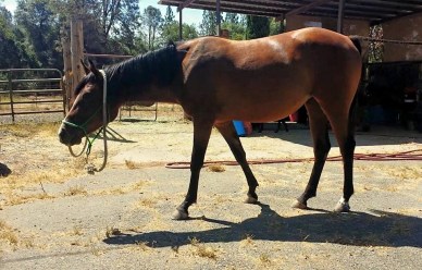 11796215_872545564806_8090584341269721937_n