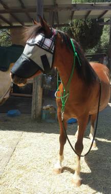 11221526_877075466846_2715414276849023750_n