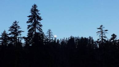 11828819_873558145586_8019801732282696299_n (1)