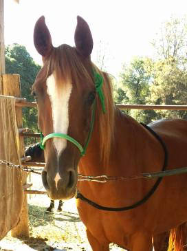 11891064_877564197426_9140150065403129480_n