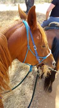 11896118_880849748156_2920655831355674379_n