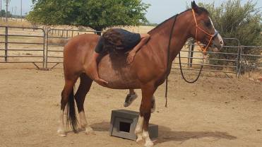 11920455_881171942476_1990587583_n