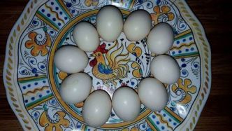 12003410_885845576476_949188582505706729_n