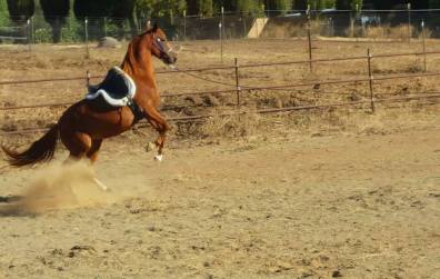 12031533_886143813806_8334249854440478471_o