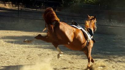 12045362_886143783866_5435872071921084176_o