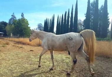 11254344_889696294606_7415631393057937576_o