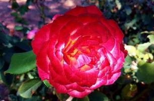 12046925_887713553036_6522354432057836077_n