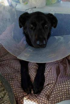 12079304_890907212916_4676337613032024512_n