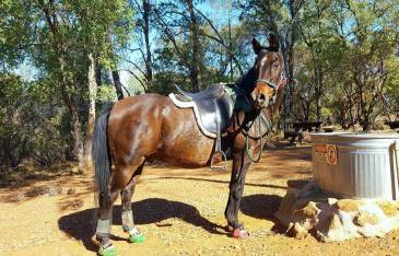 12088355_891041553696_2991376503668973835_n