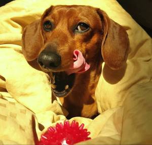 12119062_891476536986_2058811607715863644_n