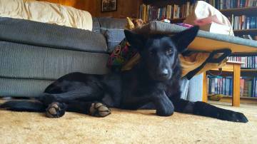 12122647_891151977406_1493445759642782042_n