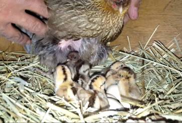 11231102_894566369936_4522628785614994898_o